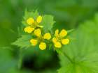 Washington State, Central Cascades. Common cinquefoil with new yellow flowers, close-up Art Print